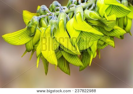 The very unusual and stunning Bird flower