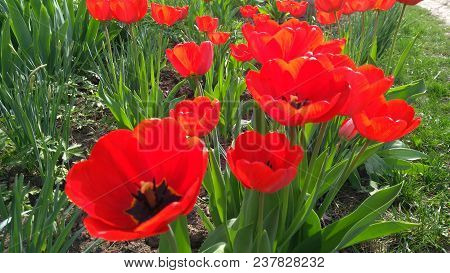 Red Tulip On A Flower Garden In A Sunny Spring Day.