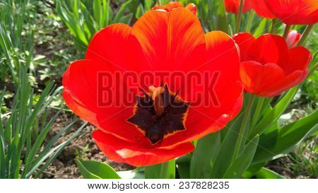Red Tulip On A Flower Garden In A Sunny Spring Day.