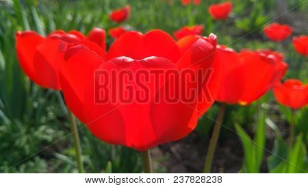 Red Tulip On A Flower Garden In A Sunny Spring Day.