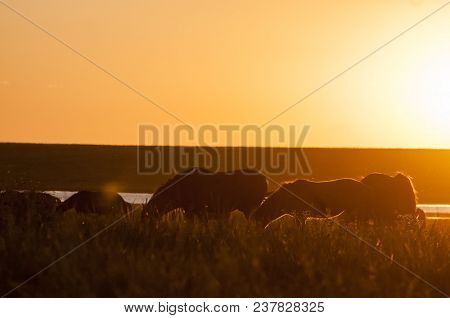 A Herd Of Wild Horses Shown On Water Island In Atmospheric Rostov State Reserve