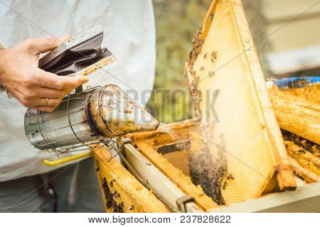 Beekeeper using smoke to calm down his bees in beehouse