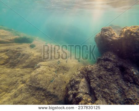 Underwater Landscape Background With Corals And Fish.