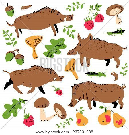 Set With Cute Boars And Forest Environmental Plants And Fruits. Vector Illustration With Wild Pigs. 