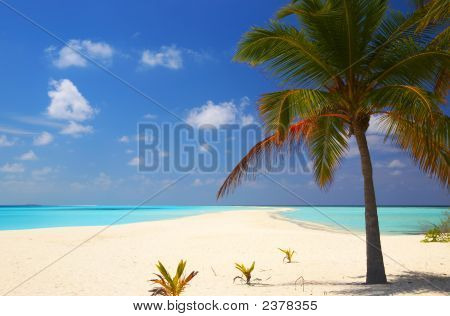 Tropical Beach