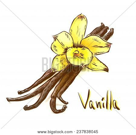 Vanilla Pods With One Yellow Orchid. Sketch With Watercolor Imitation Texture. Vector Illustration.