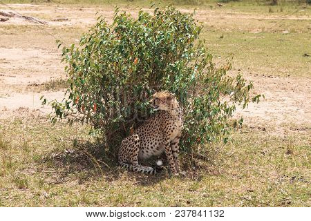 A Big Cheetah Behind A Bush. Savanna Of Masai Mara, Kenya