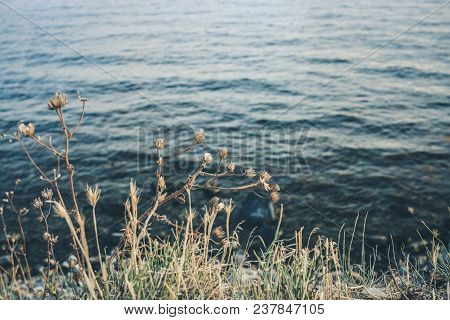 Toned Grey Seascape With Soft Focus: Dry Grass On Sea Water Background.