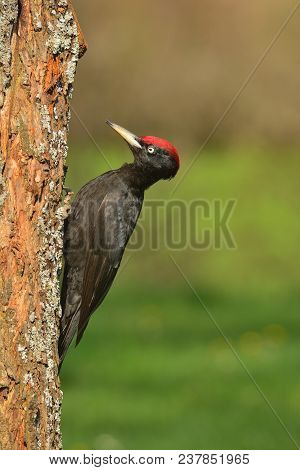 Black Woodpecker, Dryocopus Martius Perched On Old Dry Branch.