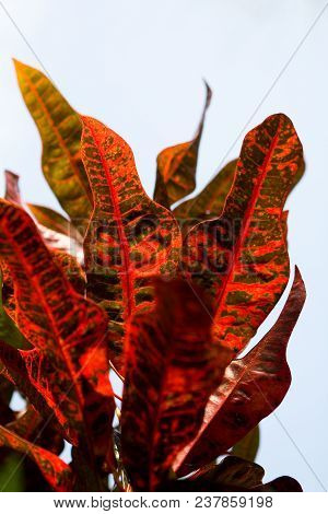 Beautiful Colorful Leaves Of Codiaeum Variegatum Close-up. Exotic Plants.