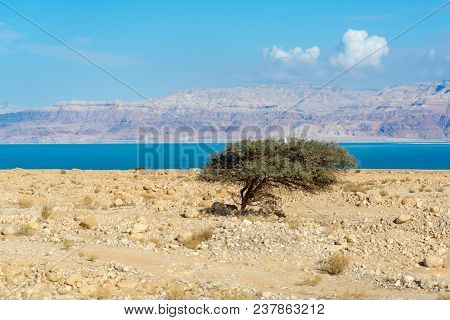 Lowest Salty Lake In World Below Sea Level Dead Sea, Full Of Minerals Near Luxury Vacation Resort Ei
