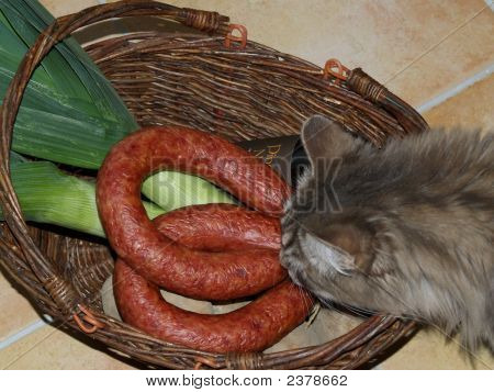 Panier Chat