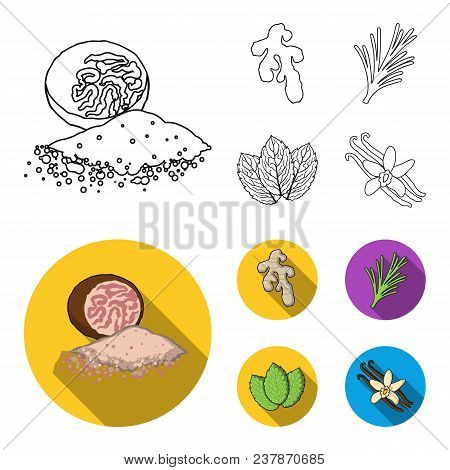 Ginger, Rosemary, Vanilla, Mint.herbs And Spices Set Collection Icons In Outline, Flat Style Vector 
