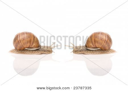 To have snegl (Helix aspersa)