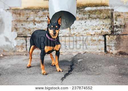 Young Doberman Pinscher Tied To The Pipe