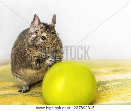 Close-up Portrait Of Cute Animal Small Pet Chilean Common Degu Squirrel Sitting With Big Green Apple