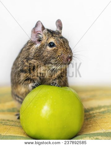 Close-up Portrait Of Cute Animal Small Pet Chilean Common Degu Squirrel Sitting With Big Green Apple