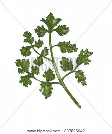 Hand-drawn fresh coriander isolated