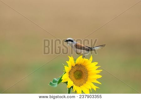 Lanius Kollirio Sits On A Flower Of A Sunflower