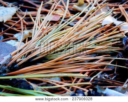 The Excellent Image Spring Nature In The Forest