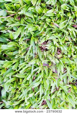Juicy Green Spring Herb