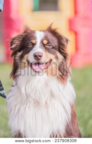 Portrait Of A Border Collie Dog Outdoors In Belgium