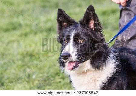 Portrait Of A Border Collie Dog Outdoors In Belgium