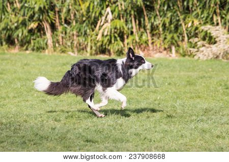 Portrait Of A Border Collie Dog Outdoors In Belgium