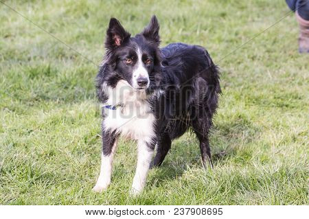 Portrait Of A Border Collie Dog Outdoors In Belgium