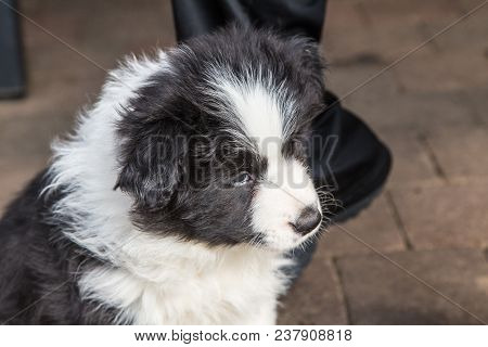 Portrait Of A Border Collie Dog Outdoors In Belgium