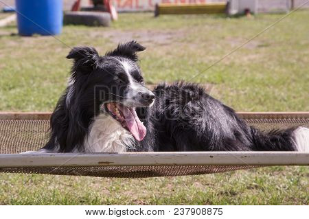 Portrait Of A Border Collie Dog Outdoors In Belgium
