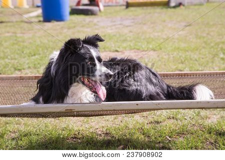 Portrait Of A Border Collie Dog Outdoors In Belgium