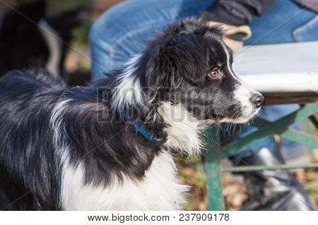 Portrait Of A Border Collie Dog Outdoors In Belgium