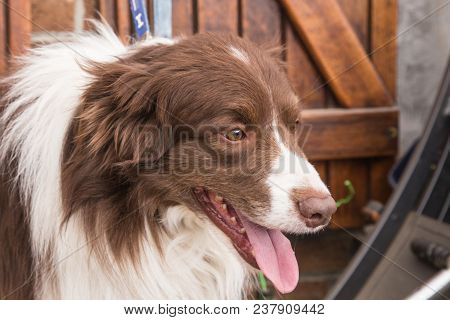 Portrait Of A Border Collie Dog Outdoors In Belgium