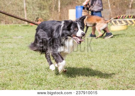 Portrait Of A Border Collie Dog Outdoors In Belgium