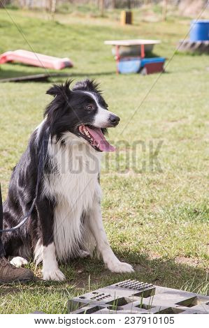 Portrait Of A Border Collie Dog Outdoors In Belgium