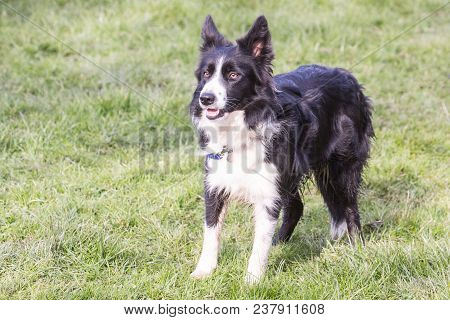 Portrait Of A Beauceron Dog Outdoors On A Field Of Obedience In Belgium