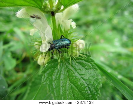 Green Bug