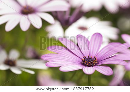 Macrophotography Of Osteospermum Flowers In Spring.