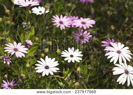 Flower Group Osteospermum Is A Genus That Belongs To The Calenduleae Tribe.