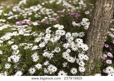 Flower Group Osteospermum Is A Genus That Belongs To The Calenduleae Tribe.