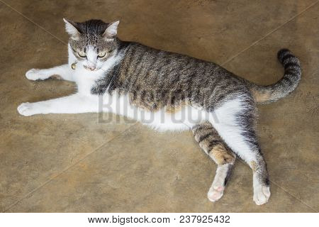 Cute Cat Relaxing On The Floor, Stock Photo