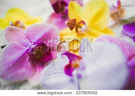 Two Golden Wedding Rings Isolated Background Concept.