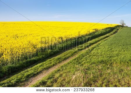 Springtime Landscape With Golden Flowering Field Of Rapeseed, Canola Or Colza In Latin Brassica Napu