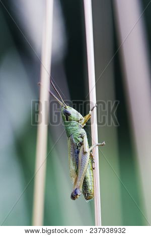 Small Locust Sits On Plant, Green Blurred Background
