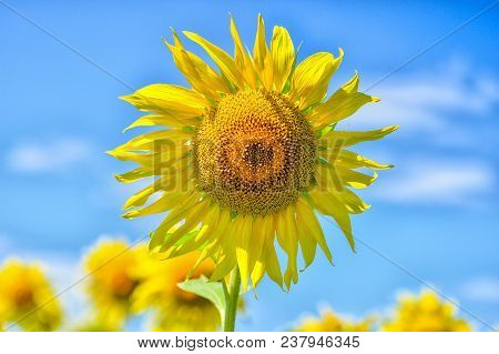Summer Landscape With A Field Of Blooming Sunflowers.
