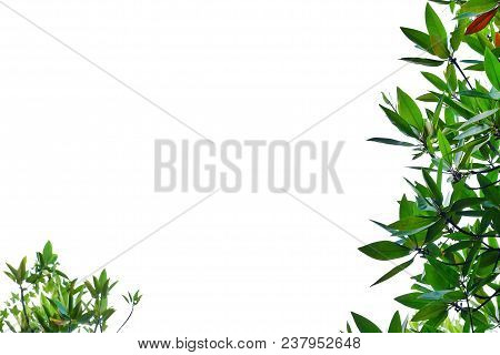 A Tropical Tree With Leaf Branch Growing In The Botanical Garden On White Isolated Background For Gr