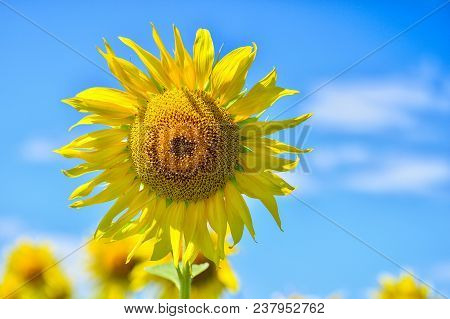 Summer Landscape With A Field Of Blooming Sunflowers.