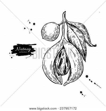 Nutmeg Plant Branch Vector Drawing. Botanical Illustration. Vintage Hand Drawn Spice Sketch. Herbal 