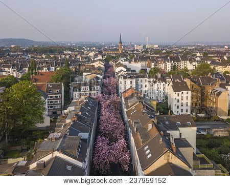 Bonn, Germany - April 21, 2018: Aerial View Of Heerstrasse Or Cherry Blossom Avenue During Peak Of S